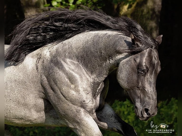 American Quarter Horse Stallion  9,2 hh Red Dun in Cromvoirt