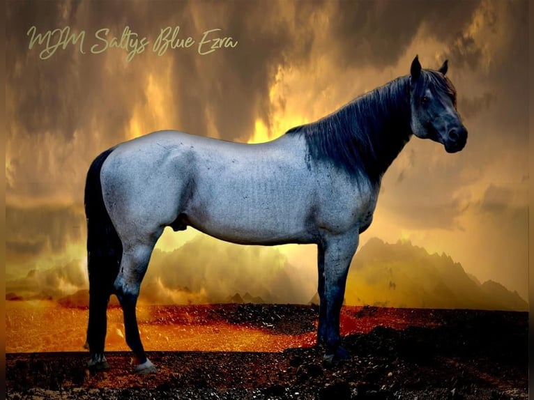 American Quarter Horse Stallion  9,2 hh Red Dun in Cromvoirt