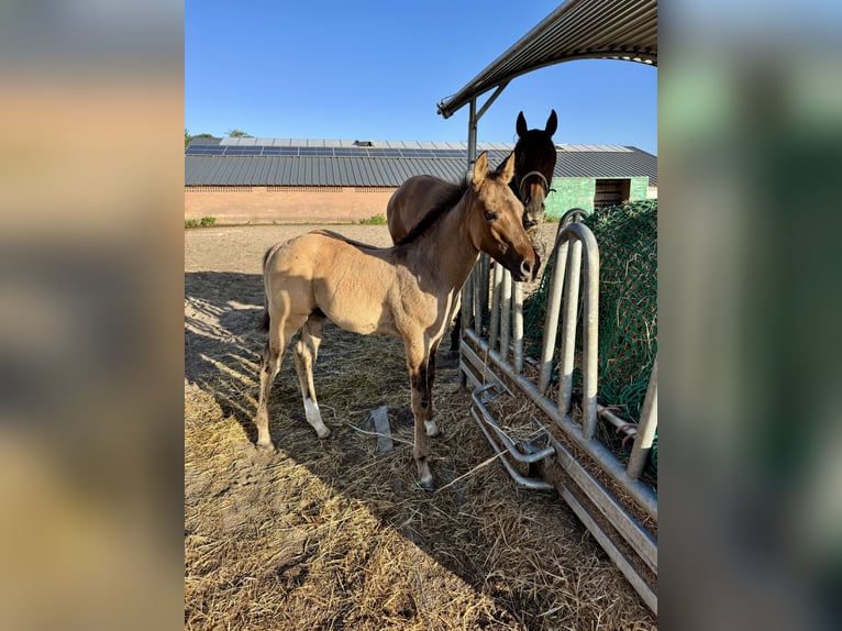 American Quarter Horse Stallion Foal (04/2025) 9,2 hh Red Dun in Cromvoirt