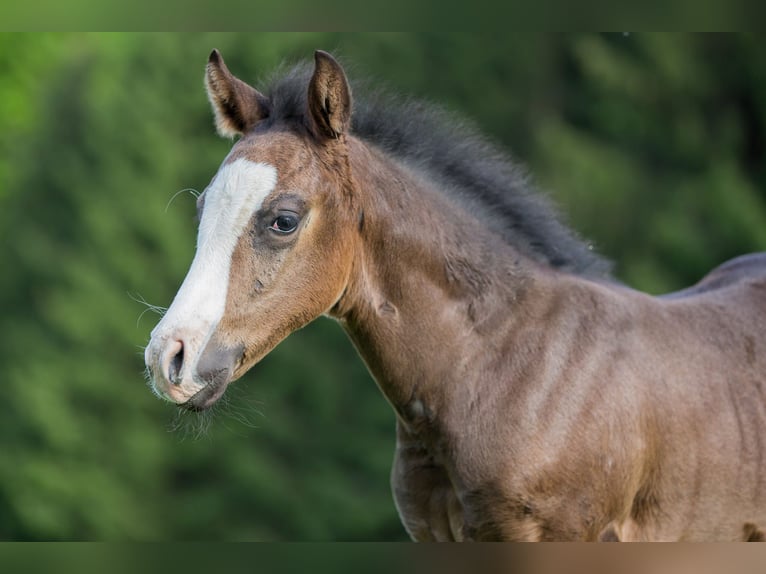 American Quarter Horse Stallion Foal (03/2024) Bay-Dark in Oisnitz