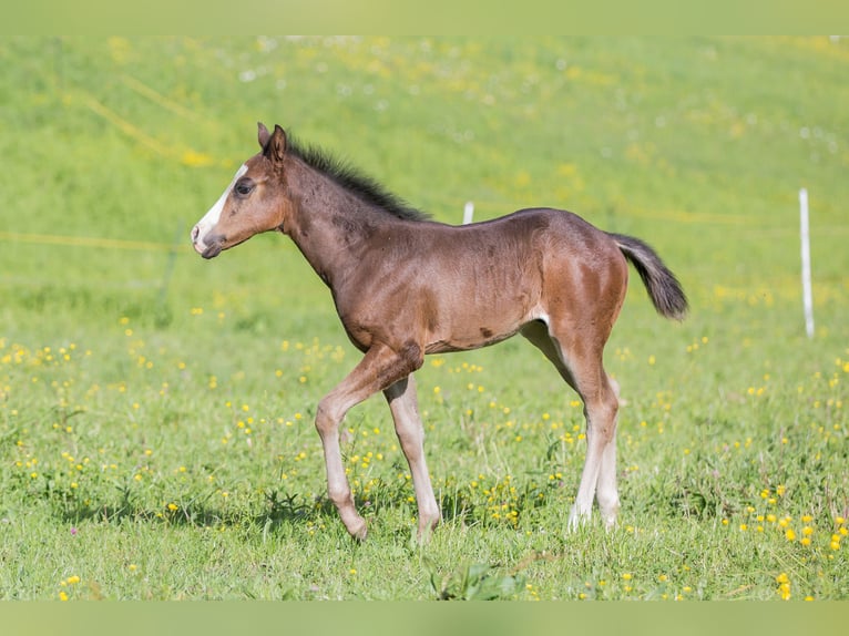 American Quarter Horse Stallion Foal (03/2024) Bay-Dark in Oisnitz
