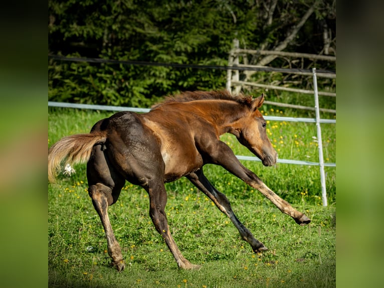 American Quarter Horse Stallion Foal (05/2025) Bay-Dark in Deutschnofen