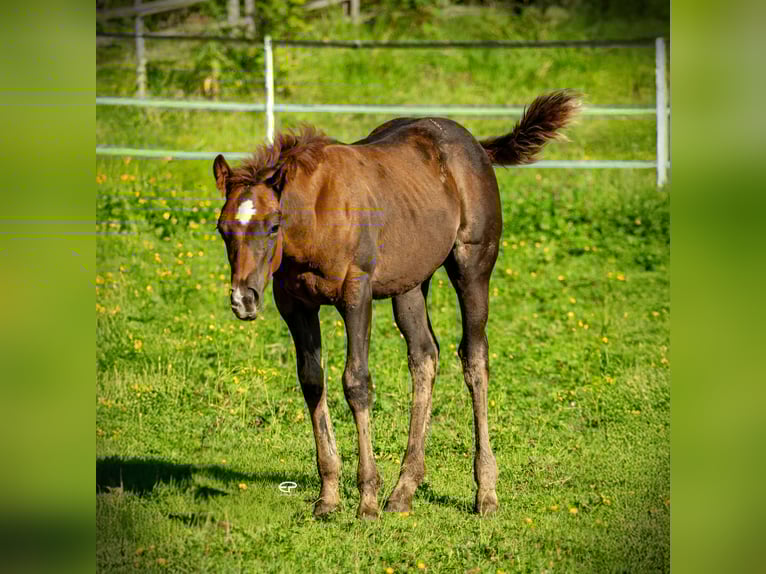 American Quarter Horse Stallion Foal (05/2025) Bay-Dark in Deutschnofen