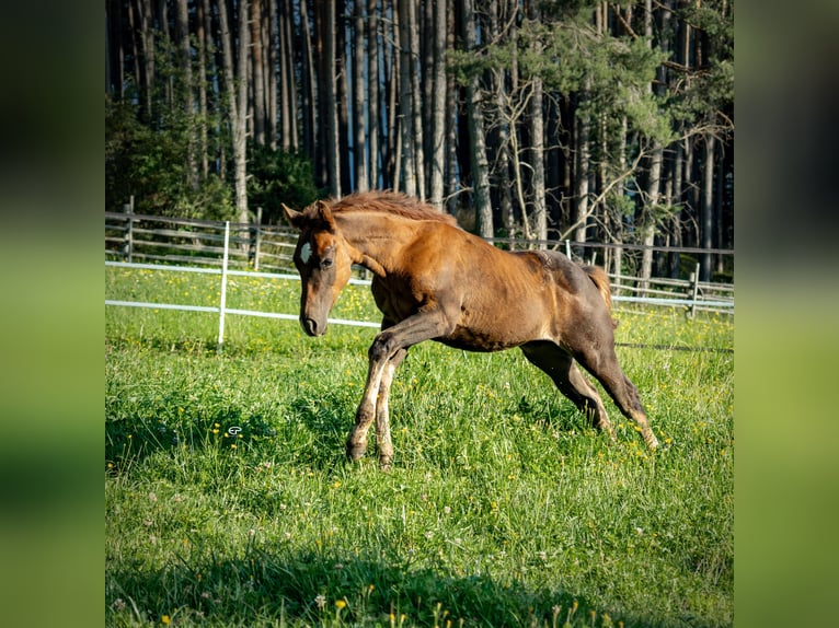 American Quarter Horse Stallion Foal (05/2025) Bay-Dark in Deutschnofen