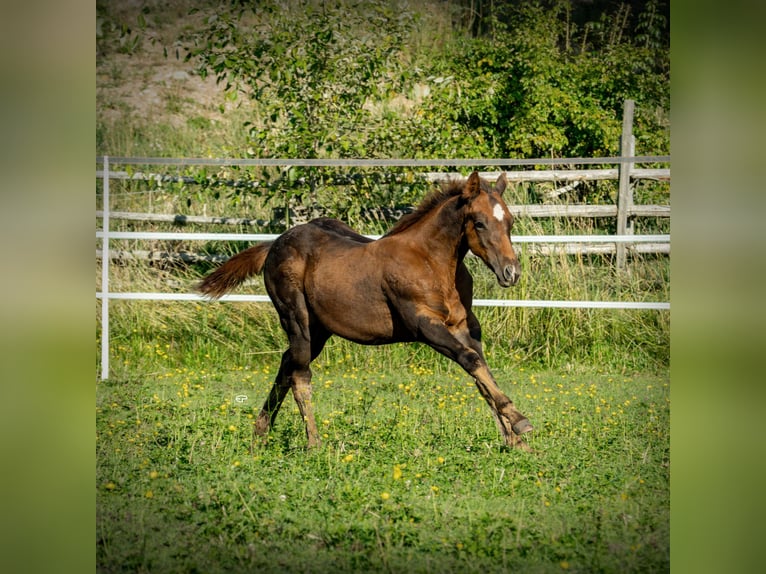 American Quarter Horse Stallion Foal (05/2025) Bay-Dark in Deutschnofen