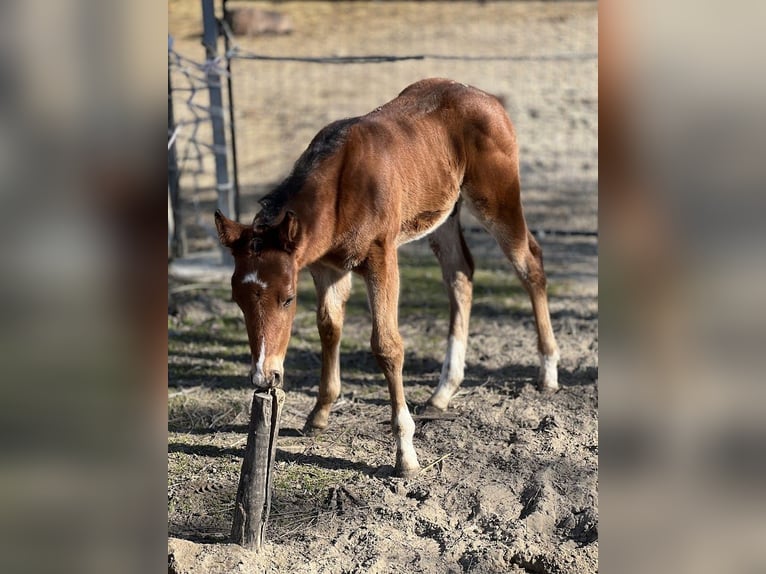American Quarter Horse Stallion Foal (02/2025) Bay in Tabdi