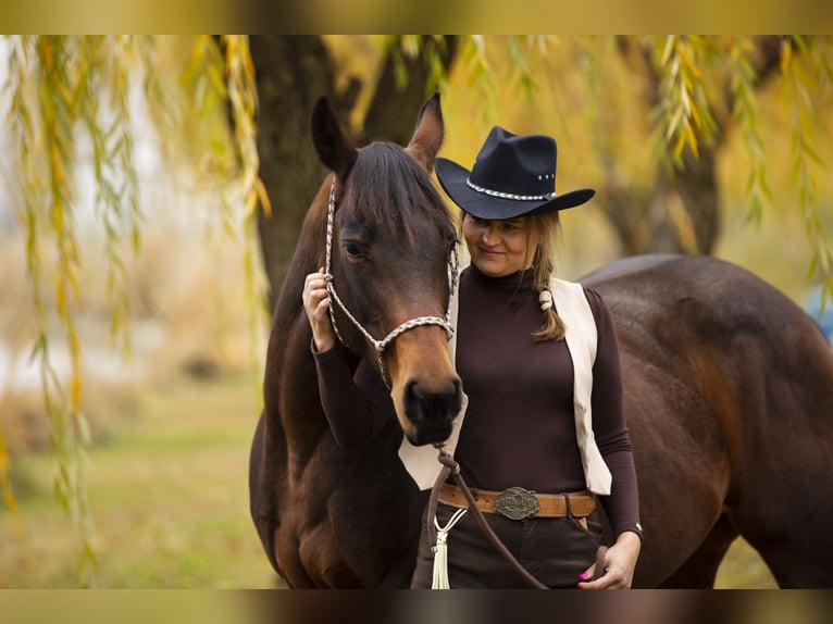 American Quarter Horse Stallion Foal (02/2025) Bay in Tabdi