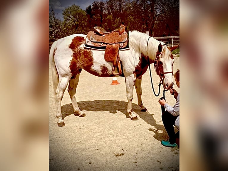 American Quarter Horse Stallion Foal (04/2025) Bay in Zabrze