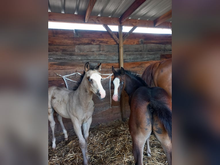 American Quarter Horse Stallion Foal (05/2025) Black in Dilbeek