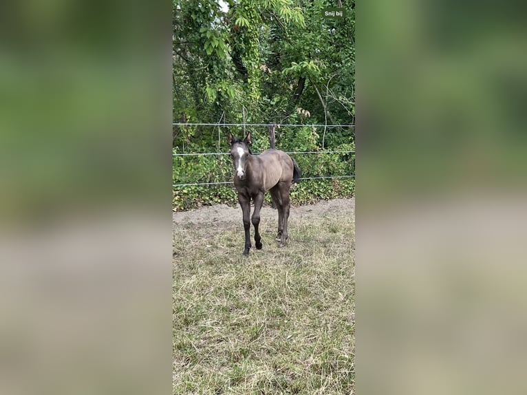 American Quarter Horse Stallion Foal (05/2025) Black in Herselt