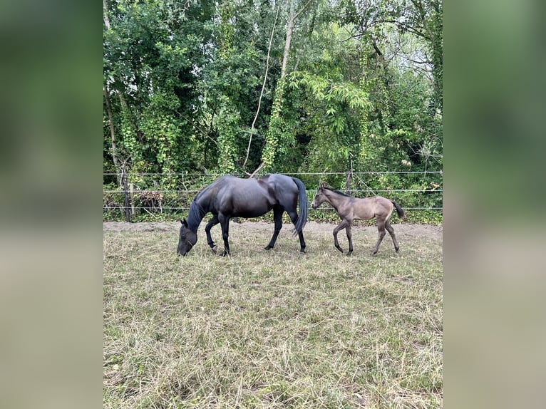 American Quarter Horse Stallion Foal (05/2025) Black in Herselt