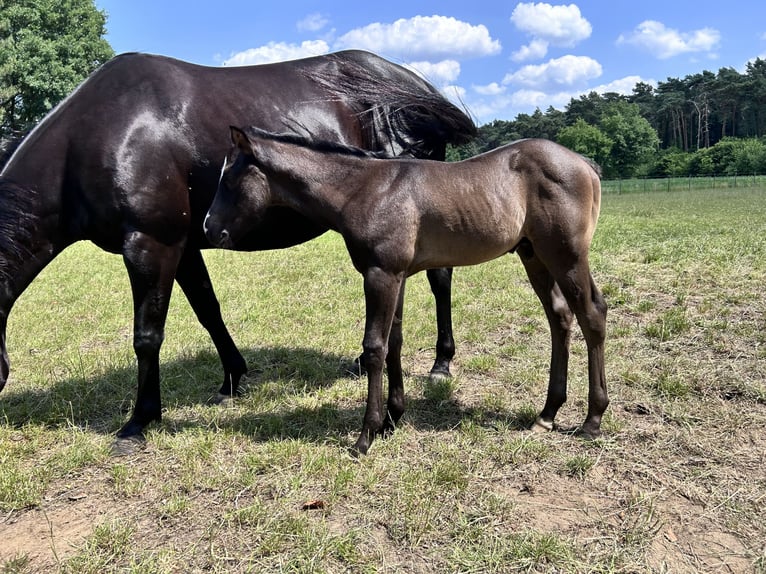 American Quarter Horse Stallion Foal (05/2025) Black in Herselt