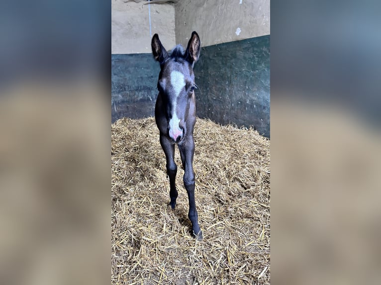 American Quarter Horse Stallion Foal (05/2025) Black in Herselt