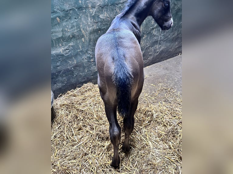 American Quarter Horse Stallion Foal (05/2025) Black in Herselt