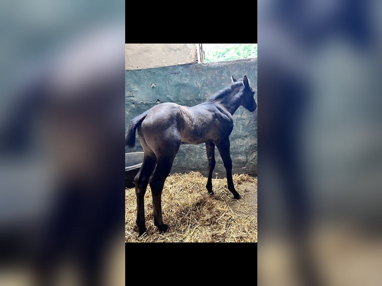 American Quarter Horse Stallion Foal (05/2025) Black in Herselt