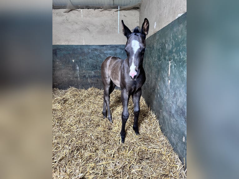 American Quarter Horse Stallion Foal (05/2025) Black in Herselt
