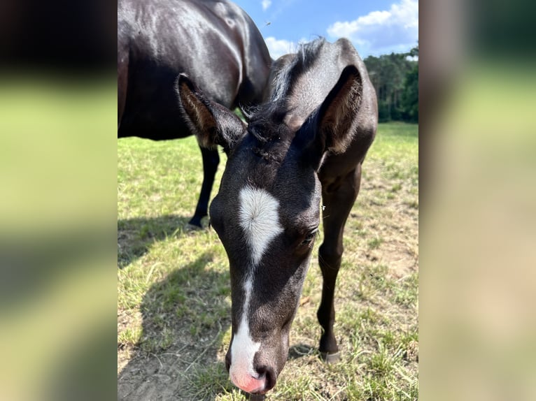 American Quarter Horse Stallion Foal (05/2025) Black in Herselt