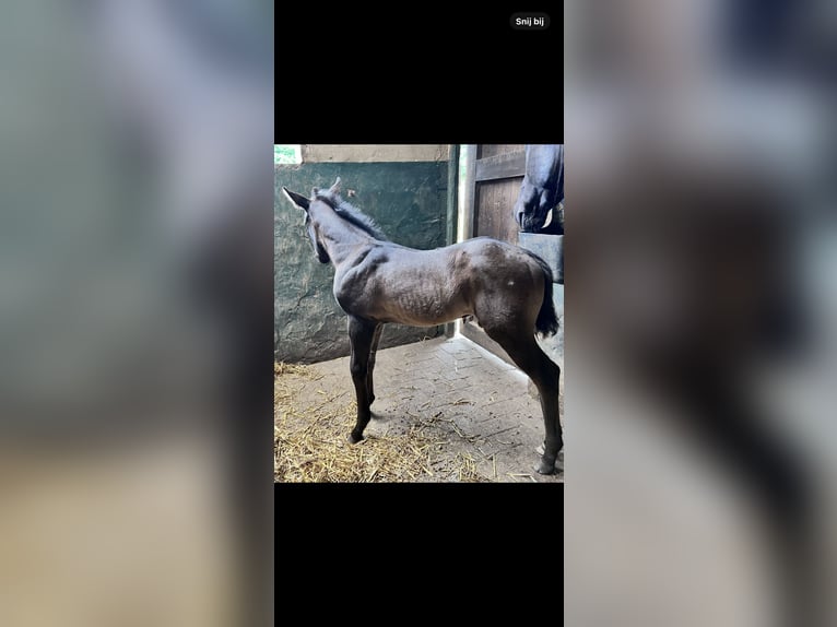 American Quarter Horse Stallion Foal (05/2025) Black in Herselt
