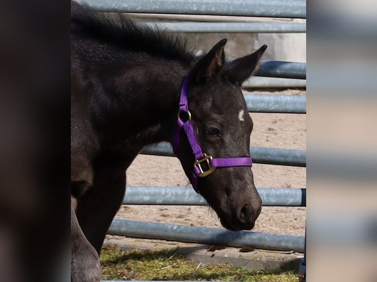 American Quarter Horse Stallion  Black in Kemnath