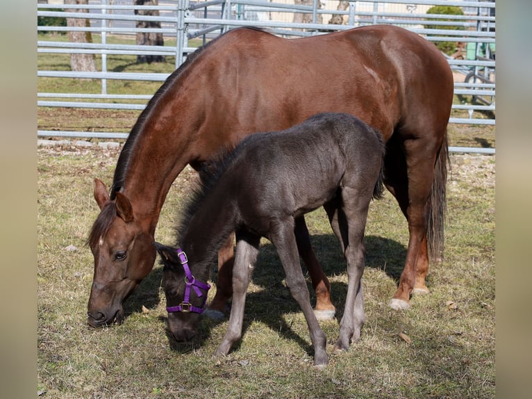 American Quarter Horse Stallion  Black in Kemnath