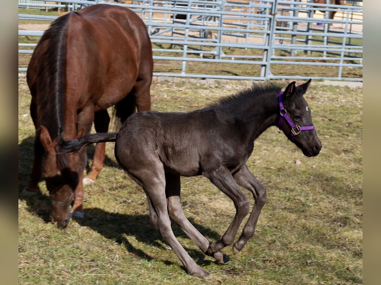 American Quarter Horse Stallion  Black in Kemnath