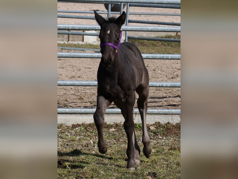 American Quarter Horse Stallion  Black in Kemnath