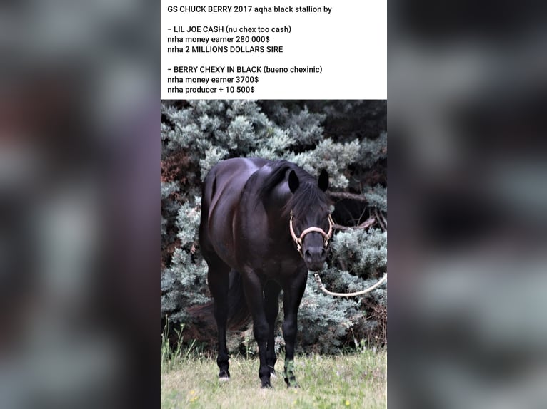 American Quarter Horse Stallion  Brown in Pommiers en Forez
