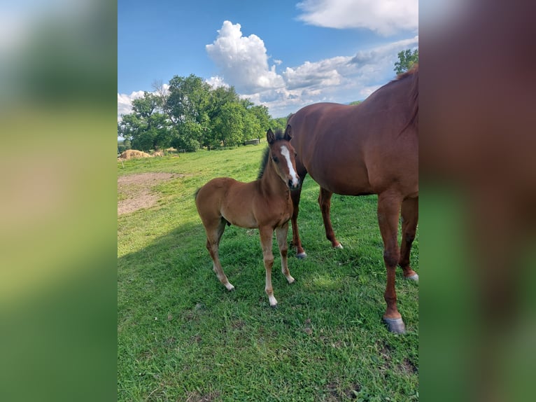 American Quarter Horse Stallion  Brown in Pommiers en Forez