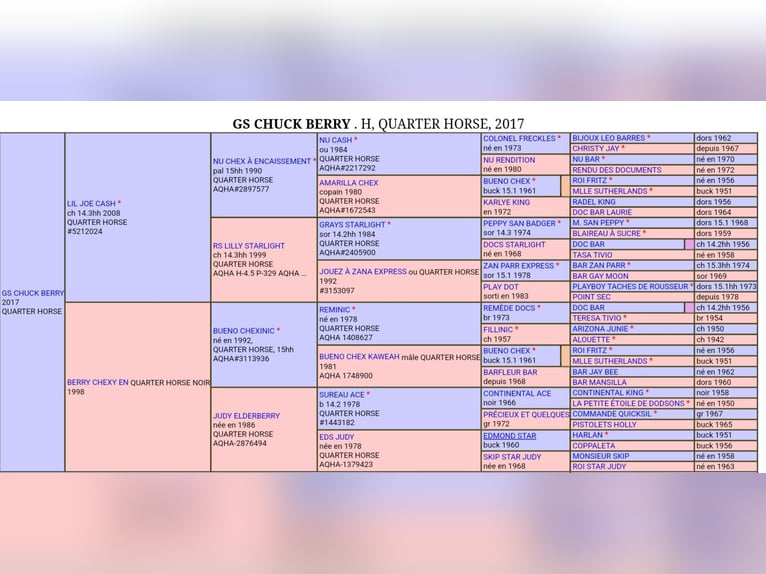 American Quarter Horse Stallion  Brown in Pommiers en Forez