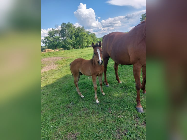 American Quarter Horse Stallion  Brown in Pommiers en Forez