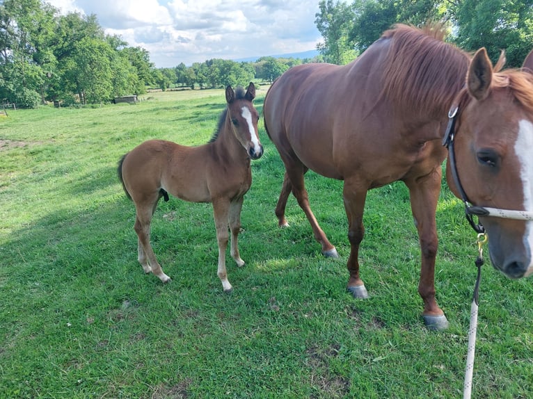 American Quarter Horse Stallion  Brown in Pommiers en Forez