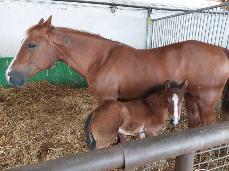 American Quarter Horse Stallion  Brown in Pommiers en Forez