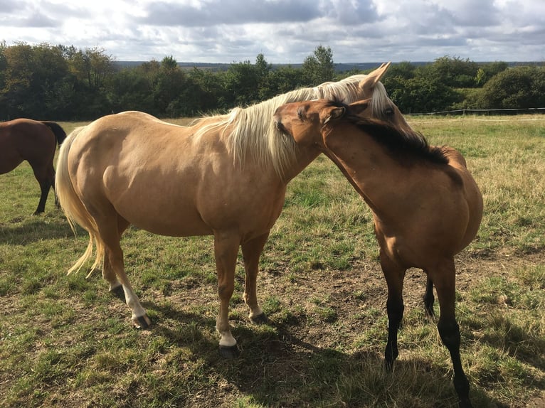 American Quarter Horse Stallion Foal (04/2024) Brown Falb mold in Petit-Réderching