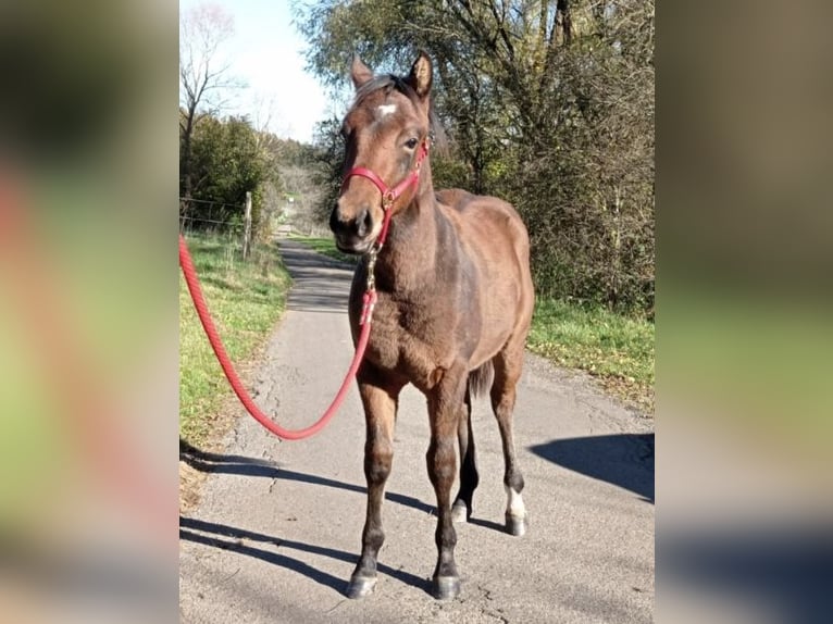 American Quarter Horse Stallion Foal (03/2024) Brown in Rosenfeld