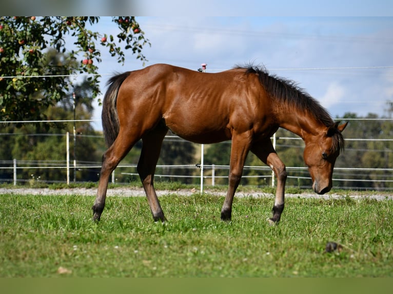 American Quarter Horse Stallion Foal (02/2025) Brown in Gunskirchen