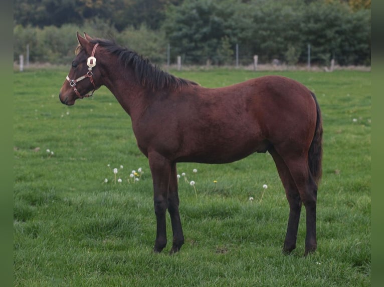 American Quarter Horse Stallion Foal (03/2025) Brown in Marklohe