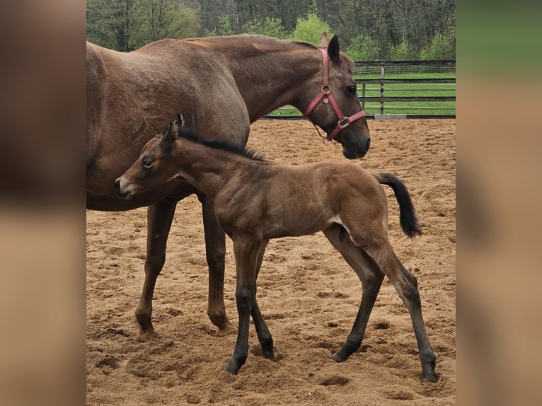 American Quarter Horse Stallion Foal (04/2026) Brown in Gerabronn