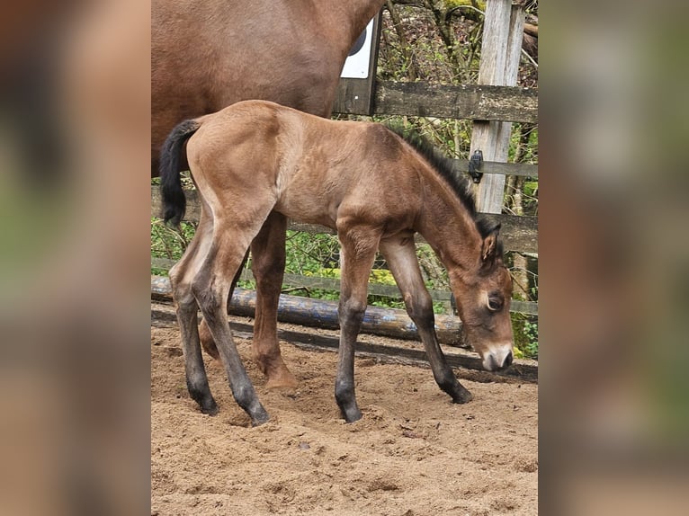 American Quarter Horse Stallion Foal (04/2026) Brown in Gerabronn