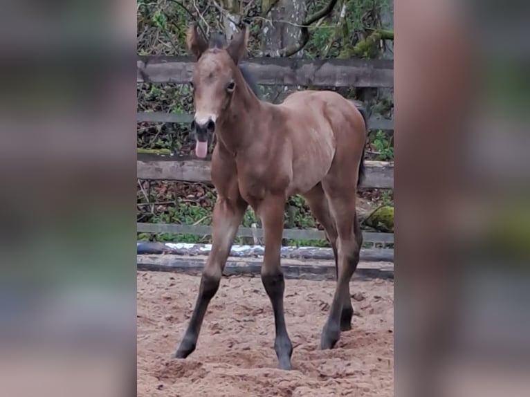 American Quarter Horse Stallion Foal (04/2026) Brown in Gerabronn