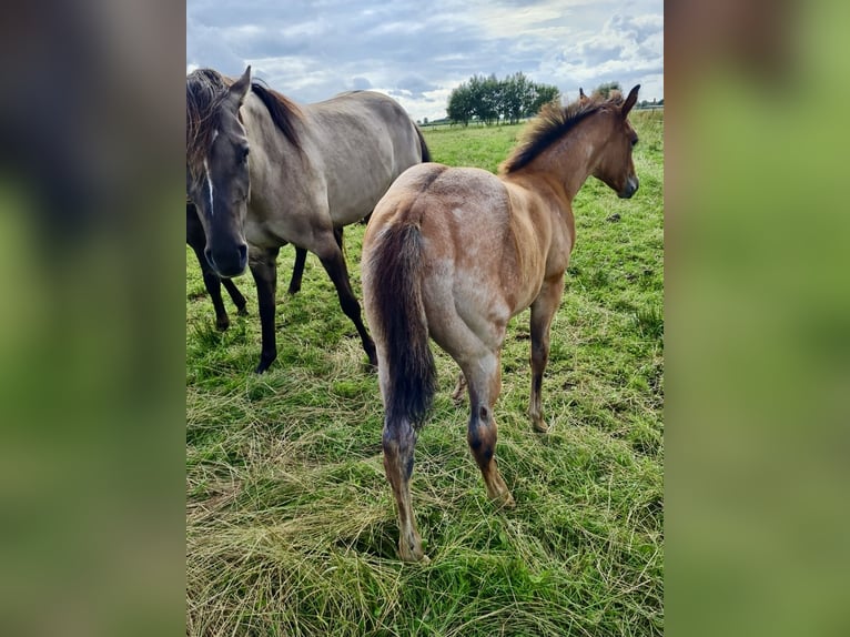 American Quarter Horse Stallion Foal (05/2025) Brown in Friedeburg