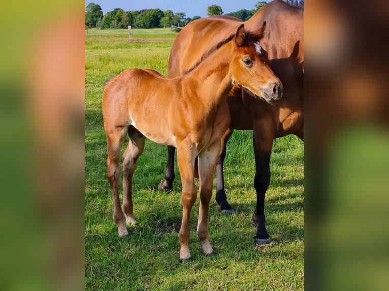 American Quarter Horse Stallion Foal (05/2025) Brown in Friedeburg