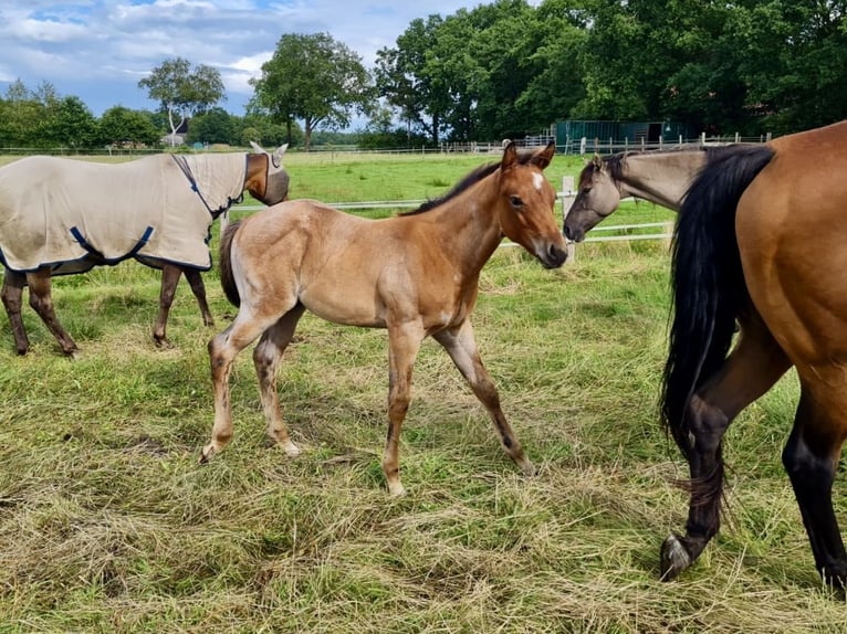 American Quarter Horse Stallion Foal (05/2025) Brown in Friedeburg
