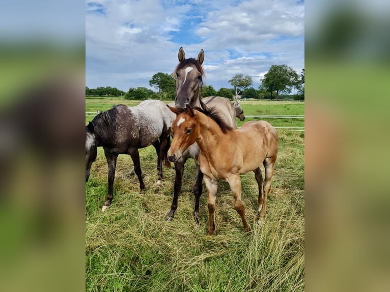 American Quarter Horse Stallion Foal (05/2025) Brown in Friedeburg