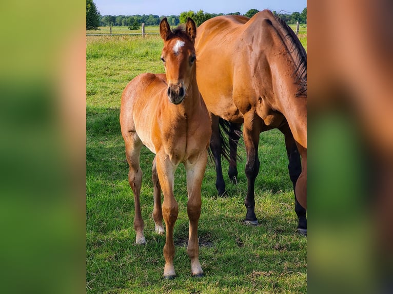 American Quarter Horse Stallion Foal (05/2025) Brown in Friedeburg