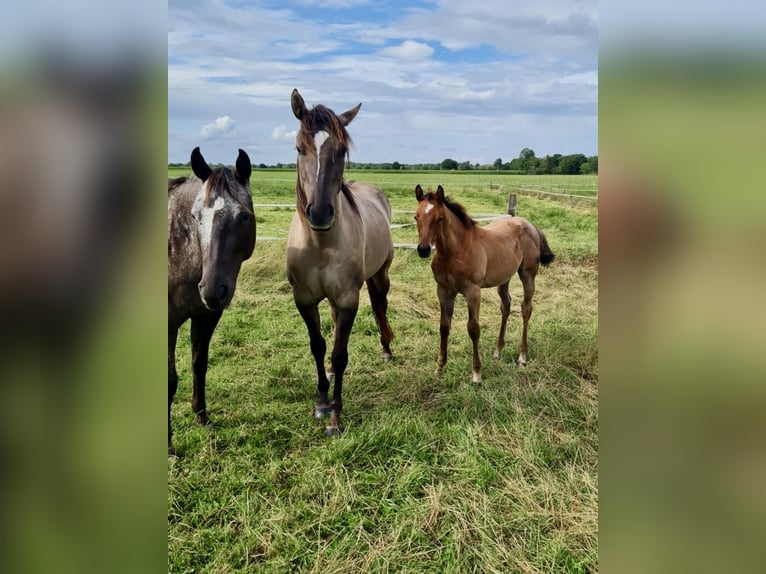 American Quarter Horse Stallion Foal (05/2025) Brown in Friedeburg