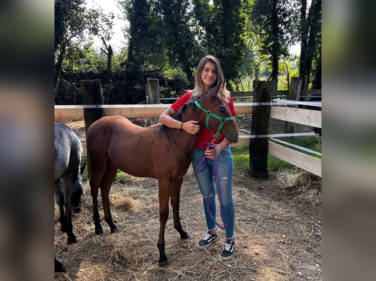 American Quarter Horse Stallion Foal (04/2025) Brown in Martellago