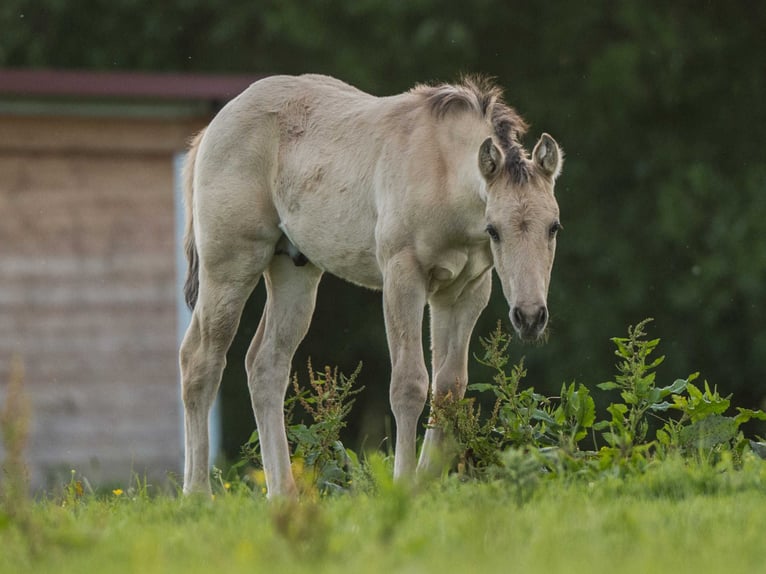 American Quarter Horse Stallion Foal (04/2026) Buckskin in Herzberg am Harz