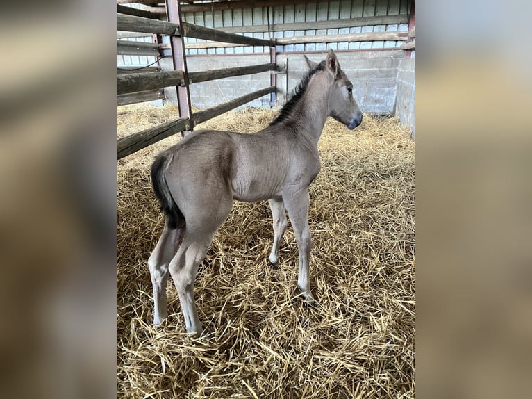 American Quarter Horse Stallion Foal (05/2026) Buckskin in Petit-Réderching