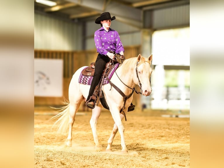 American Quarter Horse Stallion Foal (05/2026) Buckskin in Petit-Réderching
