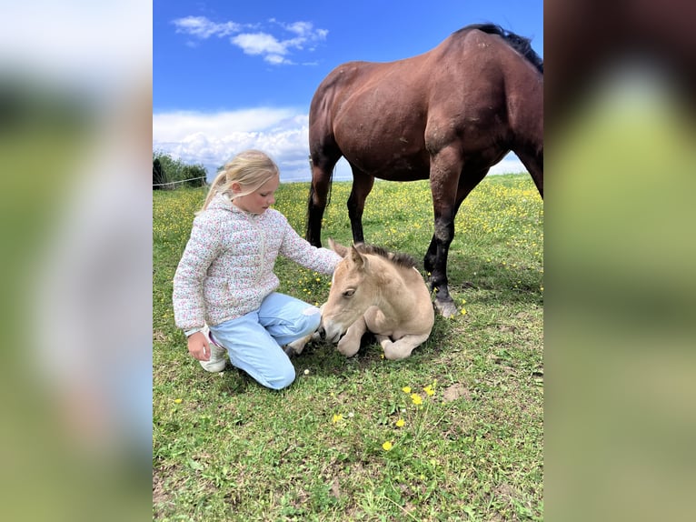 American Quarter Horse Stallion Foal (05/2026) Buckskin in Petit-Réderching